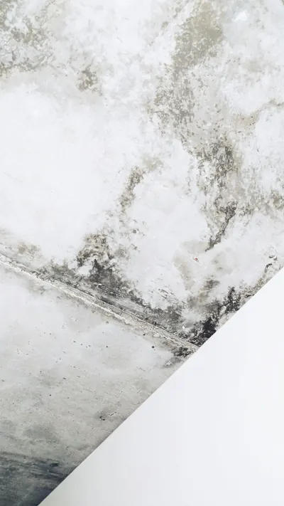 Black mold spreading across the corner where a white wall meets the ceiling