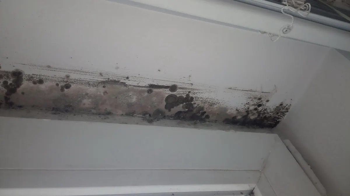 Black mold growing along a white window ledge and frame