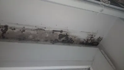 Black mold growing along a white window ledge and frame