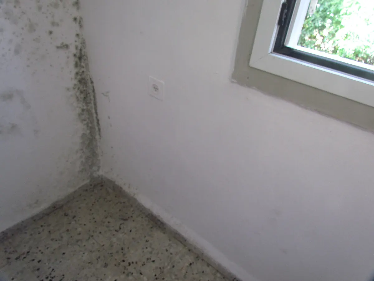 Dark mold spots climbing a white wall corner beside a window
